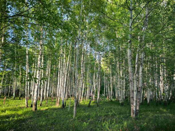 istock Green landscapes, green forest, birches, white birches, pond, river, nature, 2151087879