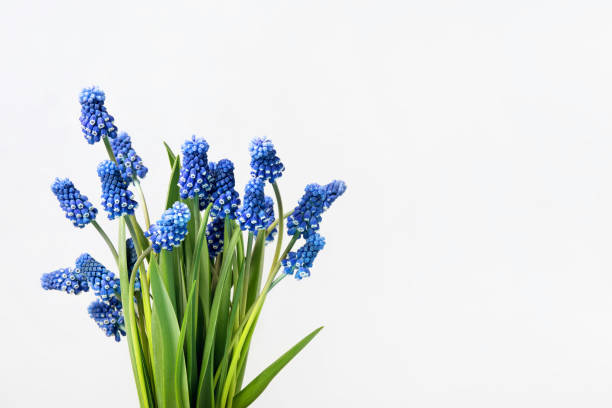 istock Bouquet of spring flowers on gray background 2151088260