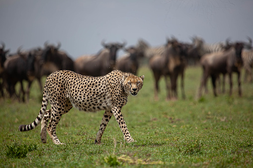 Cheetah walking submissively across the plains of Serengeti in front of wildebeest migration.
