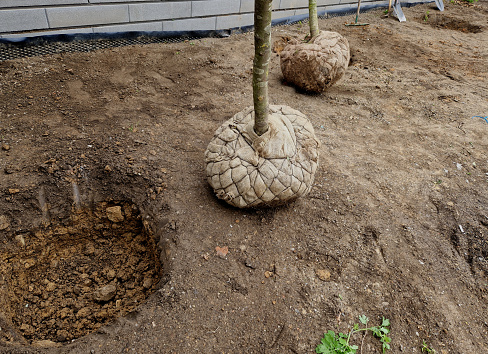 gardeners dug holes for trees or bushes. deep wells are regularly spaced in the bed to replace poor-quality soil with a substrate with peat, substrate, spade