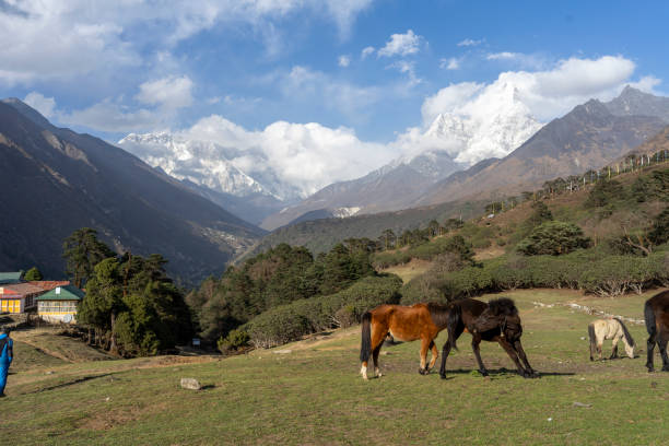 Horses grazing in the alpine area