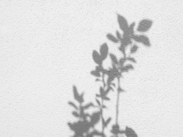 istock Shadows of tree twigs with leaves on a wall 2151093281