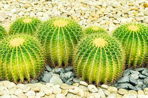 Vibrant green barrel cacti, symmetrically arranged among smooth pebbles, embody the growing trend in sustainable xeriscaping, appealing for their low water needs and sculptural beauty