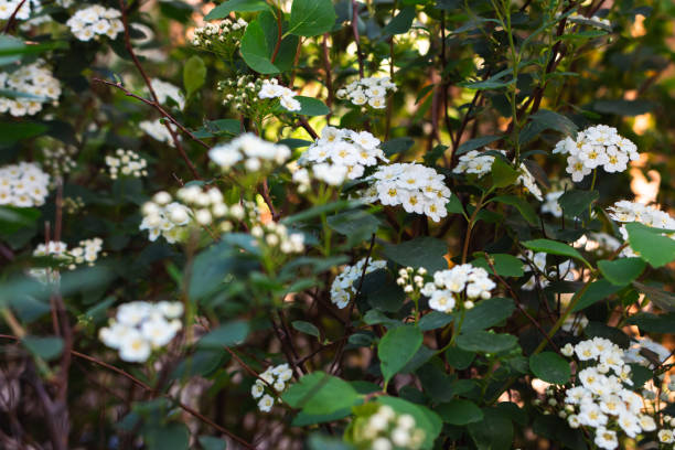 istock Spirea bush with delicate white flowers. Springtime nature. Spring park landscape. May flower. Beauty in nature. White spirea in bloom. Floral background. 2151093451