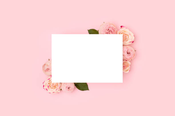 istock Empty paper card mockup. Rose flowers on a pink background. 2151093502
