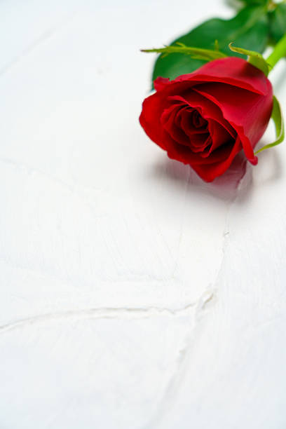 Rose flower on wooden table
