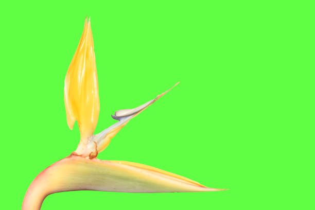 closeup of flower with green background