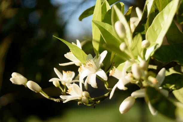 istock orange blossom detail 2151093751