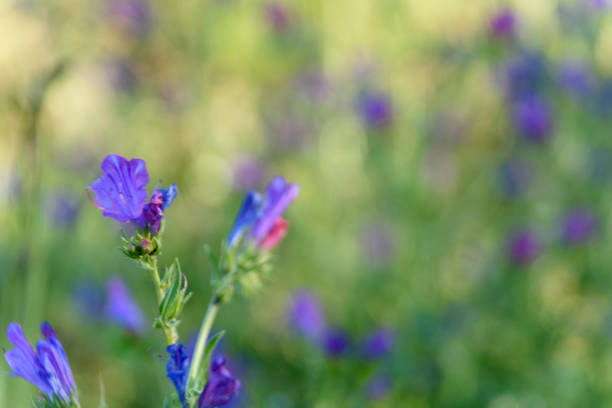 macro photography of flowers