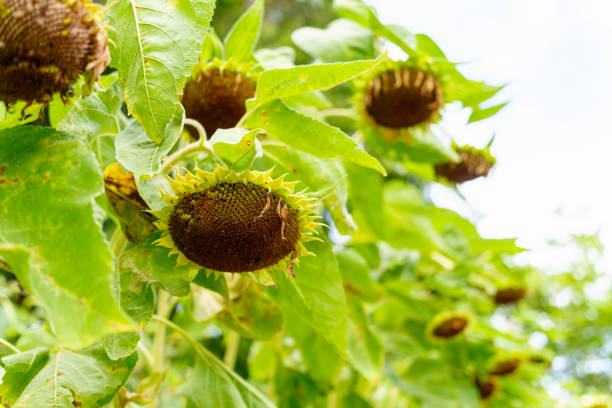 Withered sunflower in the sunflower field
