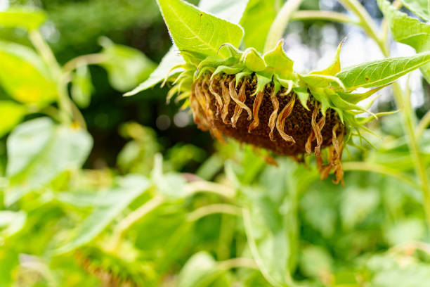 Withered sunflower in the sunflower field