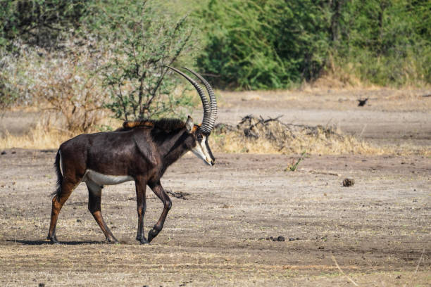 Sable anteloope in the Chobe National Park, Botswana