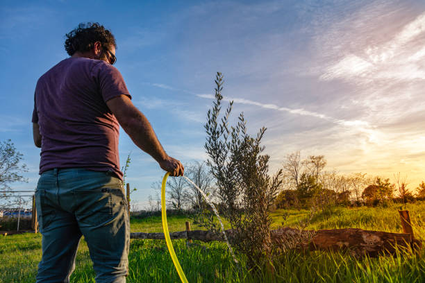 Man watering his garden at sunset.