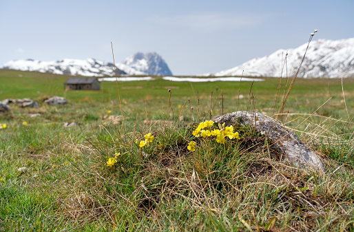 Buttercups in front of snow covered Corno Grande in Gran Sasso National Park