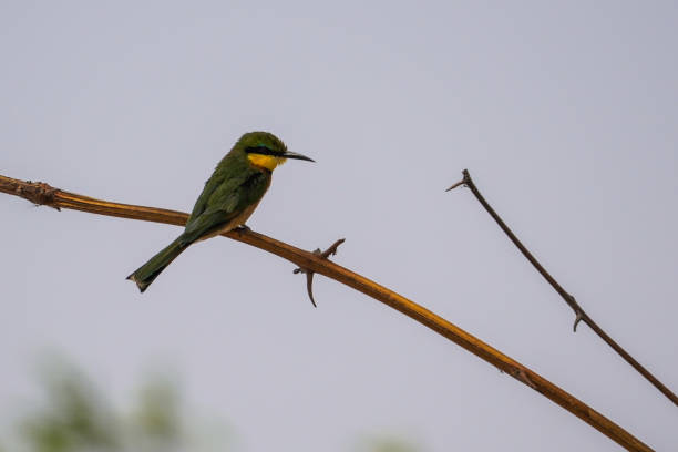 istock Bee-eater in the Bwabwata National Park, Namibia 2151095951
