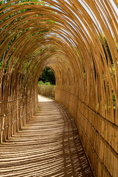 istock Pedestrian walkway in a bamboo tunel 2151097921