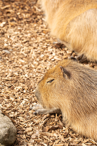 Close-up of a capybara peacefully resting on wood chips, captured in a serene naturalistic enclosure