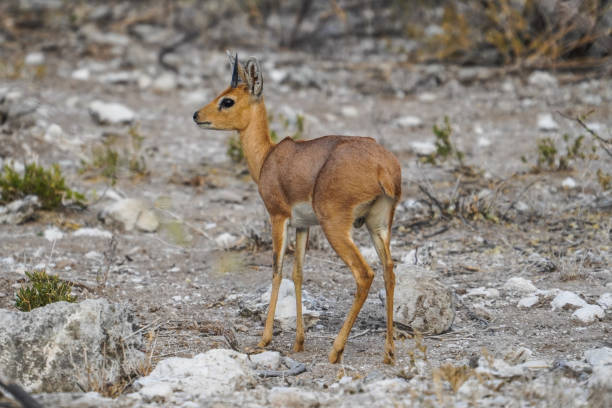 istock Steenbok in the Etosha National Park, Namibia 2151098617