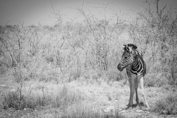 istock Black and white zebra in Etosha National Park, Namibia 2151098672