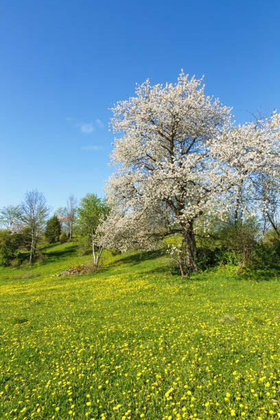 Cherry Blossom Trees in bloom in the beginning of spring season