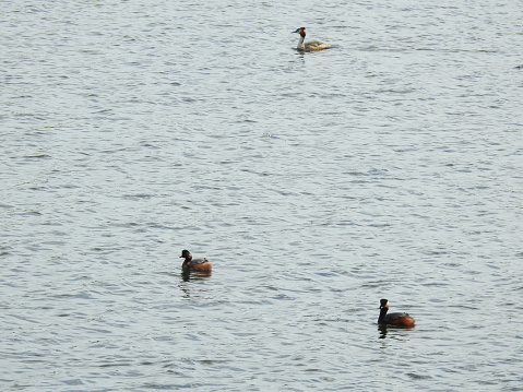 Side view of all three birds, which are facing towards the left while swimming across the lagoon