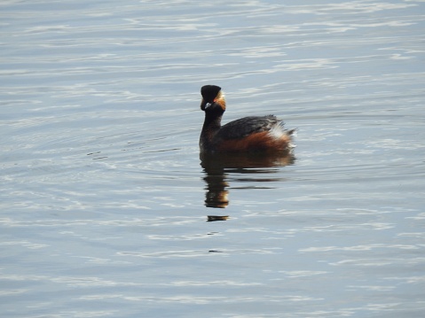 The Grebe is facing towards the left, is in breeding plumage and its body is reflected in the blue-grey water