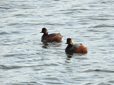 Side view of both grebes, which are facing towards the left