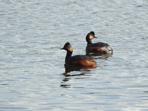Side view of both grebes, whose bodies are both facing towards the left. One bird is looking straight on and the other's head is turned in order to look behind it.