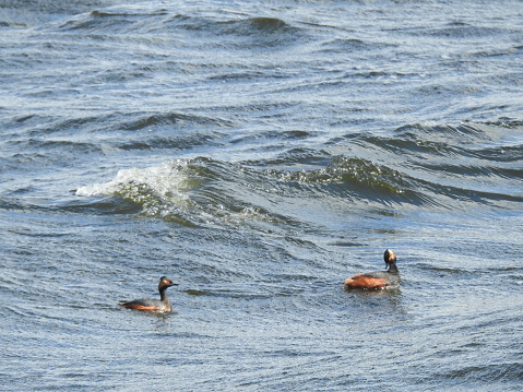 Side view of both grebes, whose bodies are both facing towards the right. One grebe is looking straight ahead and the other has its head turned and is looking down towards its back. It was a very windy day.