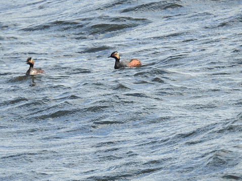 Front view of one grebe, which has an open beak. Side view of the other, which is facing towards the left.