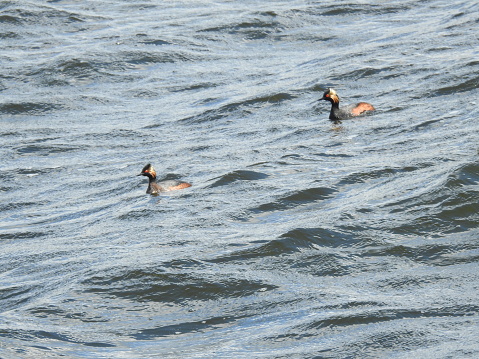 Side view of both grebes, which are swimming towards the left in rough water that is being blown around by a strong wind