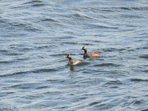 Side view of both grebes, which are facing towards the left