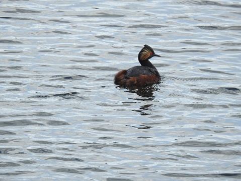 The Grebe is facing towards  the right and has wonderful golden feathers at the back of its red eye.