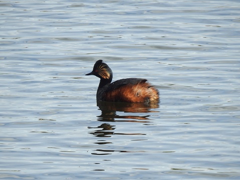 The Grebe is in breeding plumage and is looking straight ahead.  Its body is reflected in the blue-grey water.