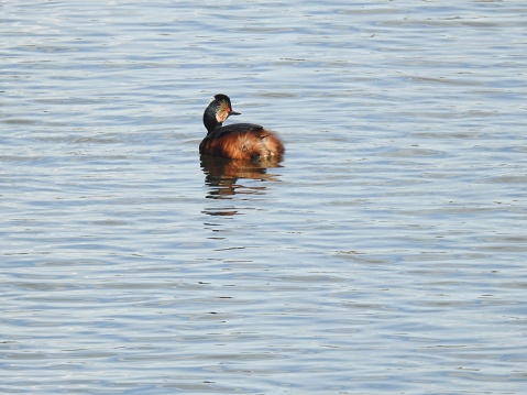 The Grebe is floating in blue-grey water and has wonderful golden feathers round its red eye