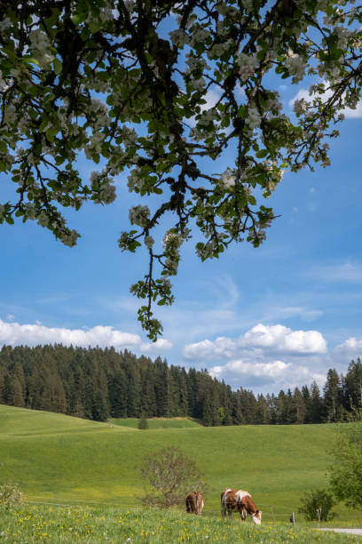 istock Rural idyll: hilly pastures in spring, grazing cows, forest, blue sky with clouds, framed by the branches of a blossoming apple tree 2151099424