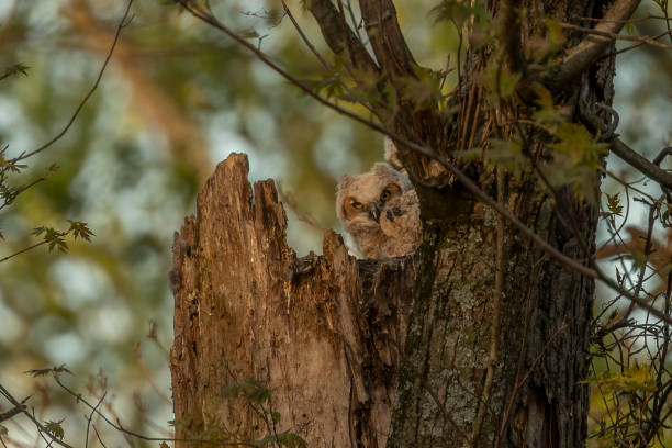 istock Great Horned Owlets nestled in their nest 2151099680