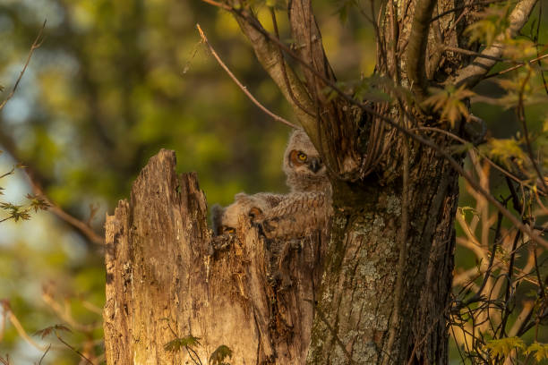 istock Great Horned Owlets nestled in their nest 2151099689