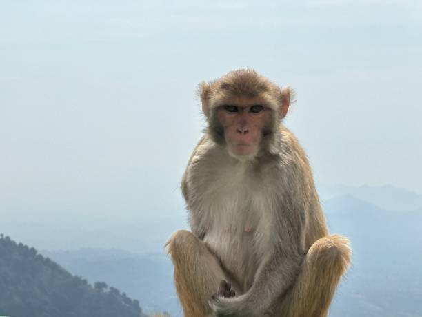 istock Shri Mata Vaishno Devi, Katra, Jammu and Kashmir 2151099695