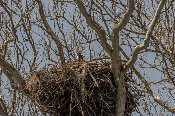 istock Bald Eaglet with adult in their nest 2151099700