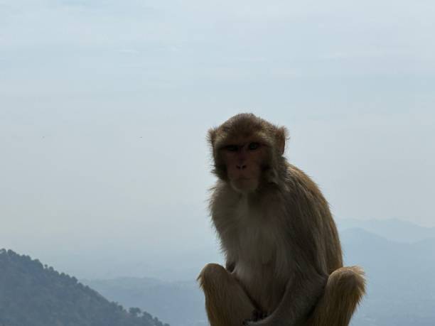 istock Shri Mata Vaishno Devi, Katra, Jammu and Kashmir 2151099705