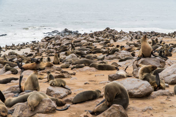 istock Brown fur seals at Cape Cross, Namibia 2151099748