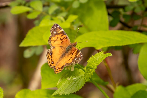 istock Painted Lady Butterfly gathers nectar from a wildflower 2151099780