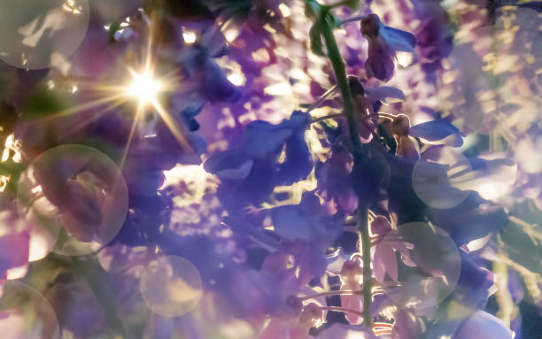 blooming wisteria abstract