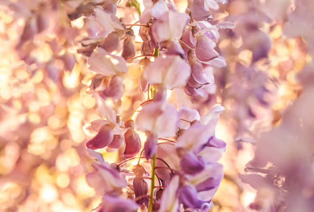 blooming wisteria