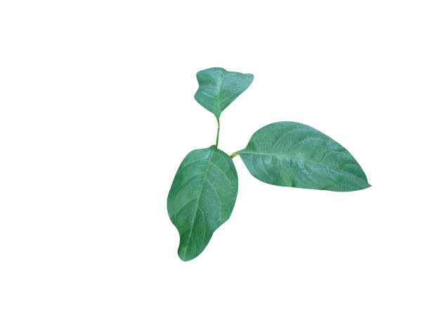 istock Plumbago indica or Plumbago 2151101371