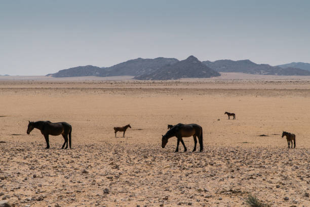 istock Wild horses of Garub, Namibia 2151101585