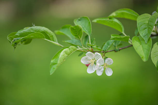 Gnarly  Blossom Tree
