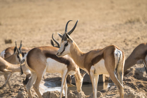 Springbock Picture 90+ Springbock Stock Photos, Pictures & Royalty-Free Images - iStock