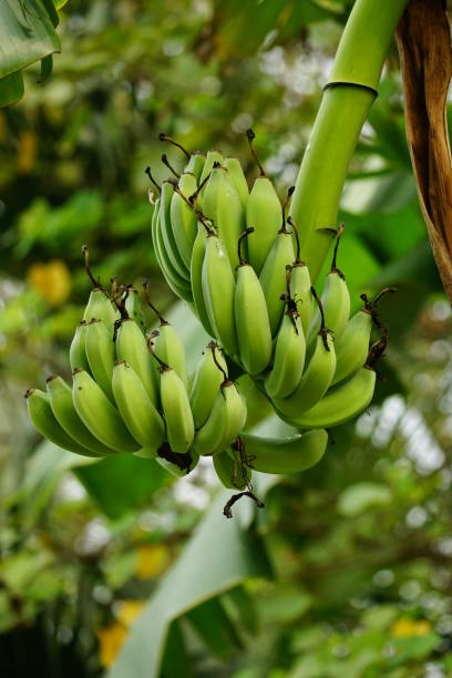 istock Close-up of banana on the tree 2151105273